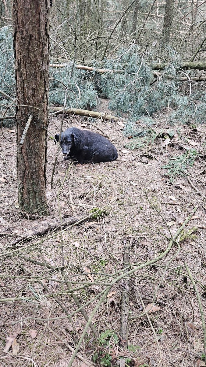 Robwalka Wolf tweet media