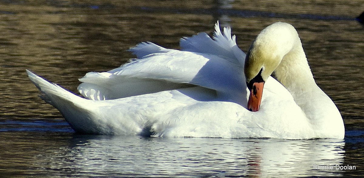 BonnieDool5t's tweet image. Mute Swan  for #SwanDay