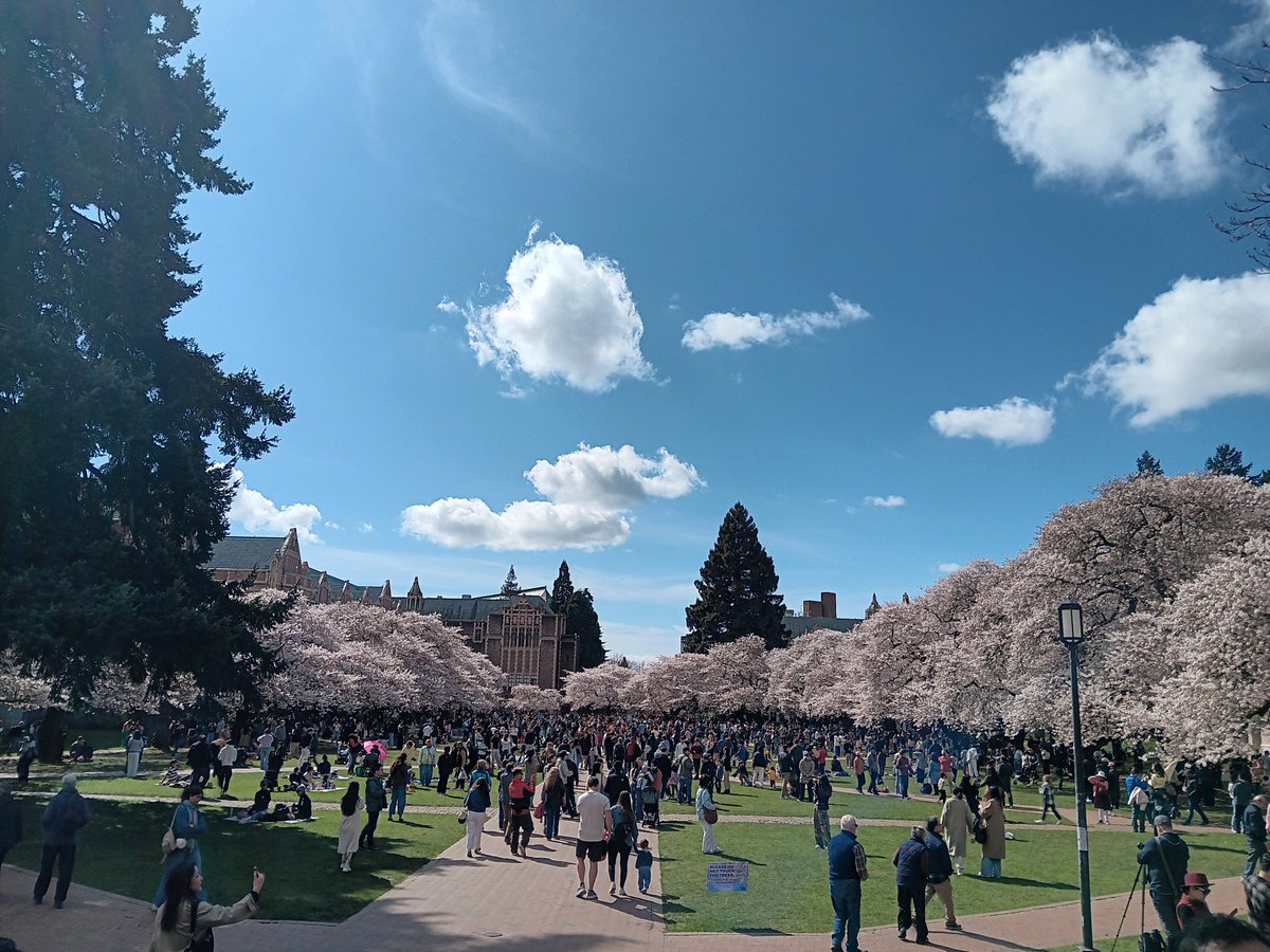 bell6049's tweet photo. Yoshino cherry blossoms, University of Washington Quad, Seattle. https://t.co/MA8MbakG9M