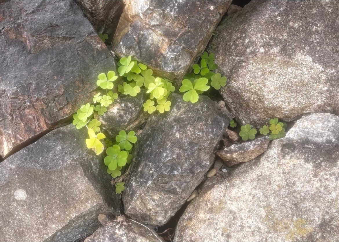 ᴍᴇᴍᴏ tweet media