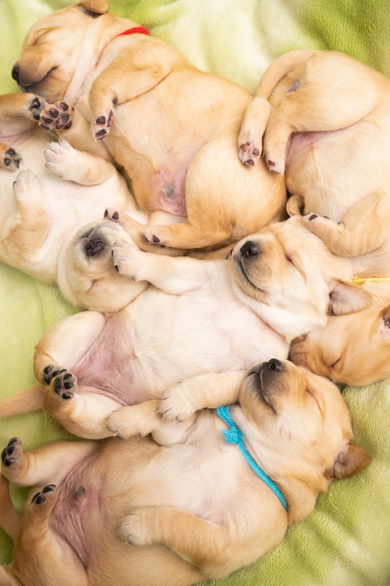 アイメイト協会【公式】国産盲導犬68周年 tweet media