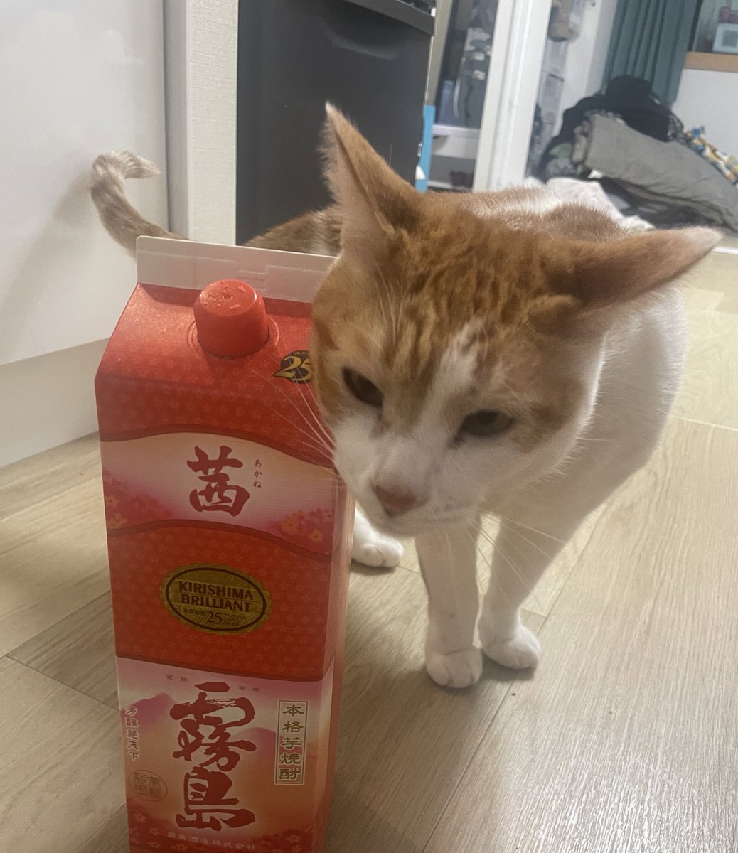 チャー坊 tweet media