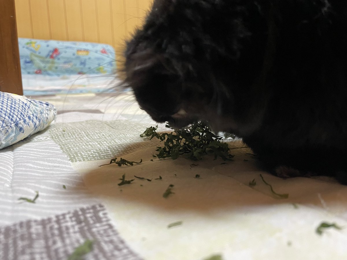 クエック🤮 tweet media