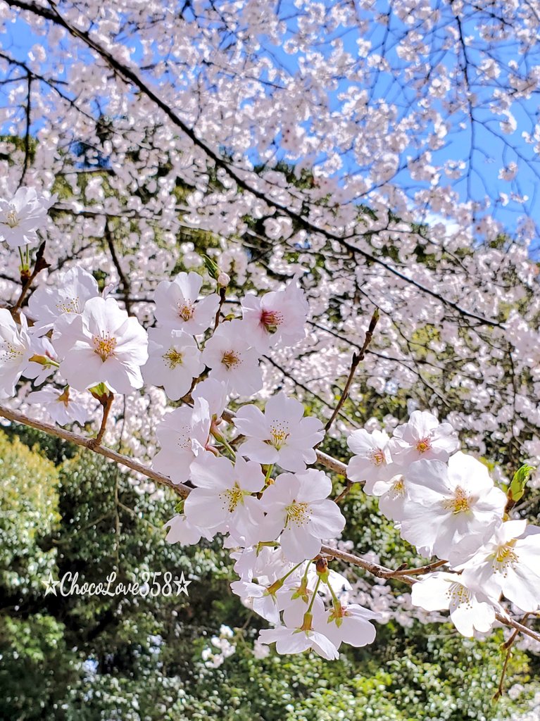 ☆チョコ𖠚ᐝ 358☆ tweet media