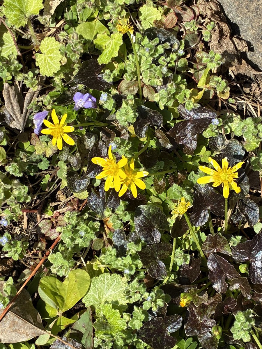 madaminichikawa tweet media