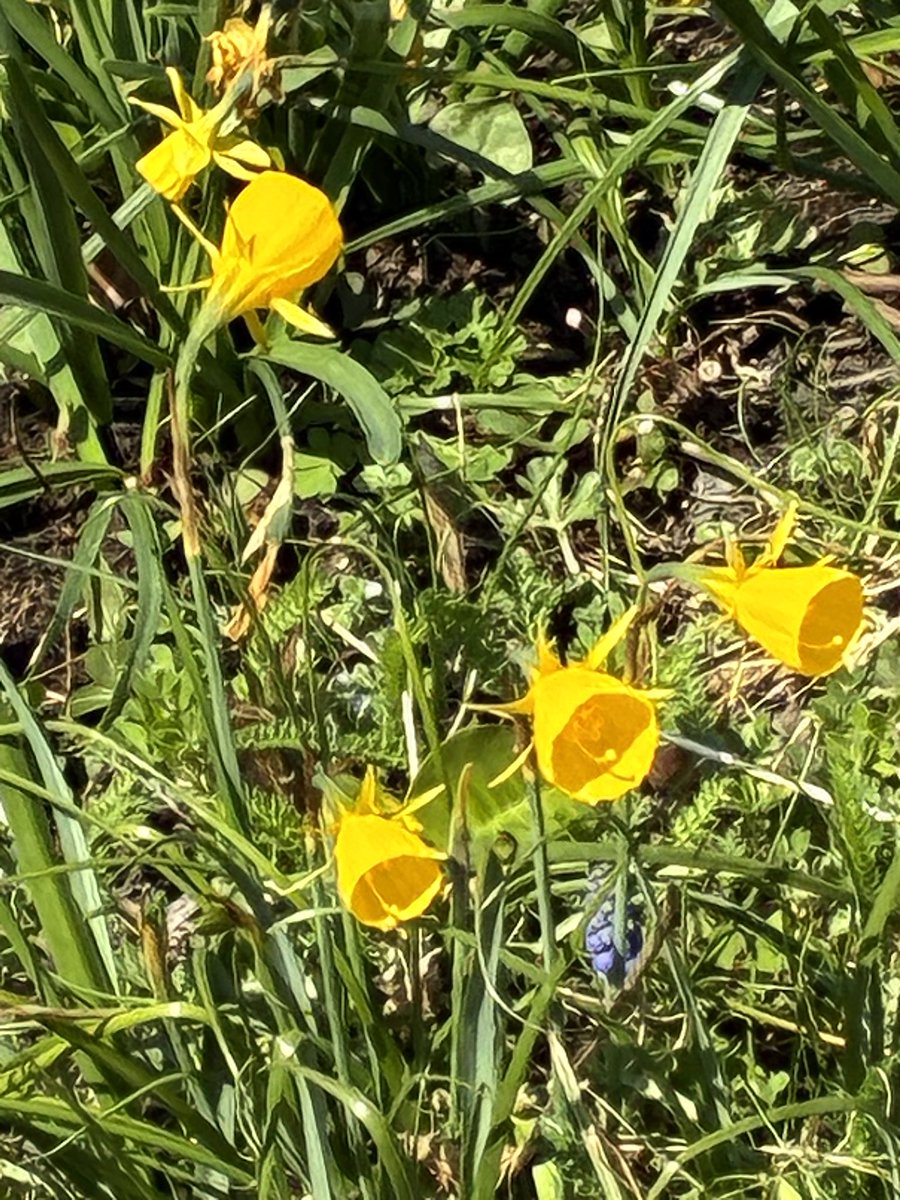 madaminichikawa tweet media