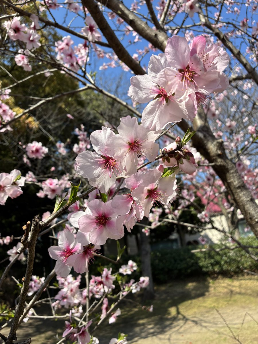 madaminichikawa tweet media
