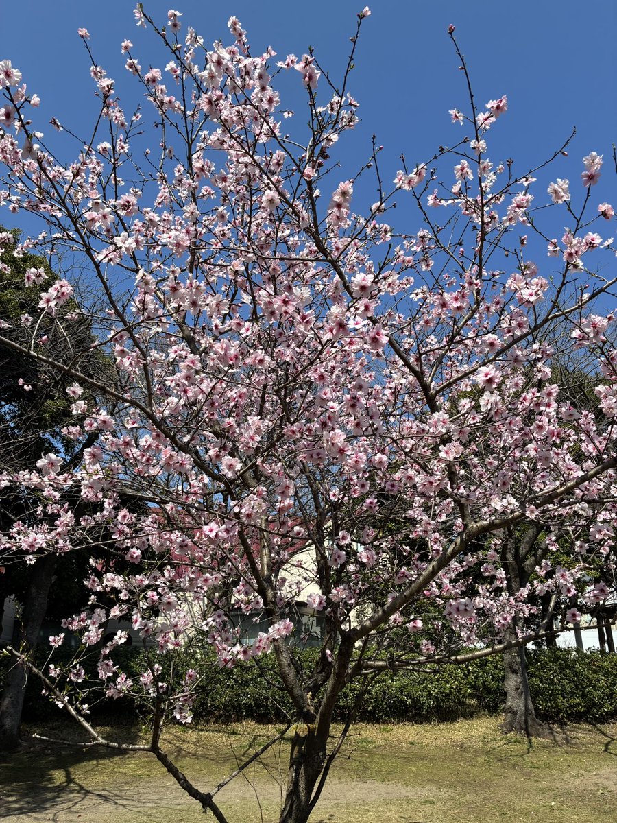 madaminichikawa tweet media