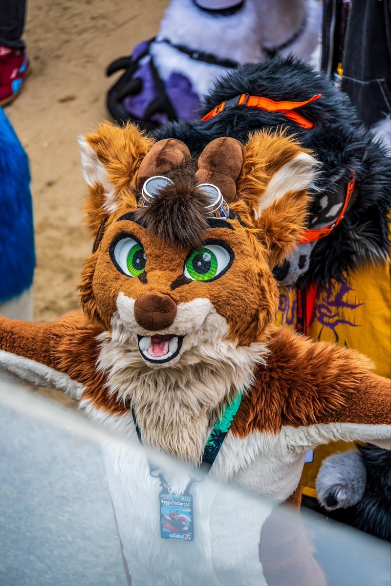 ReggieTheCaracal tweet media