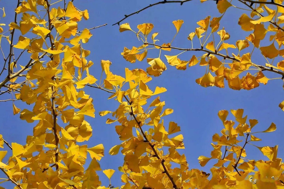 ShawRecordsEnt tweet media