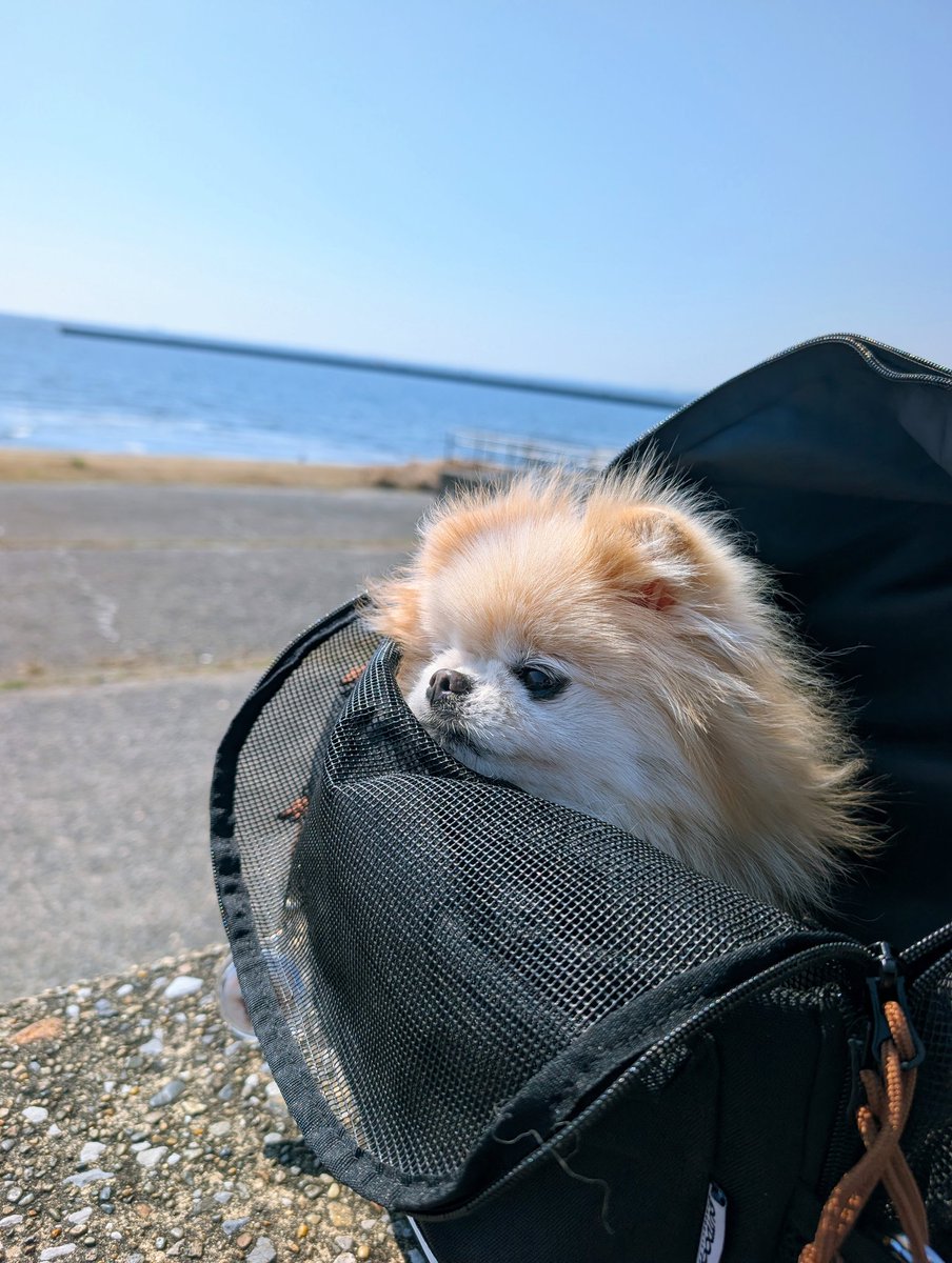 ロコ❤モア tweet media