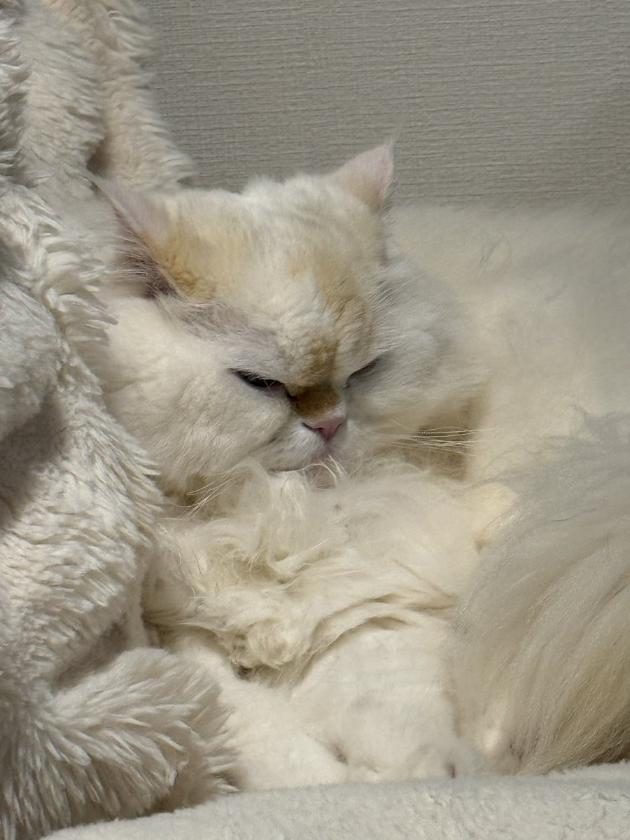 Macha_Zo tweet media