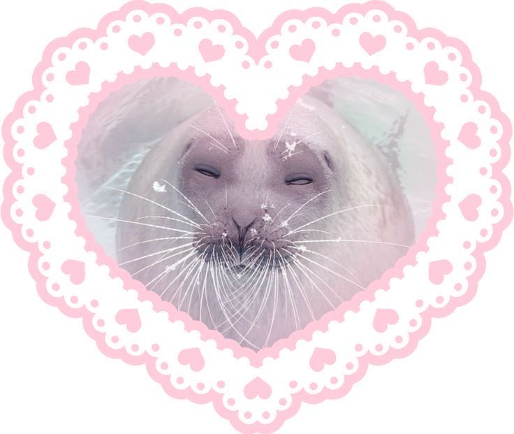 lua • shtwt 🦭🤍 tweet media