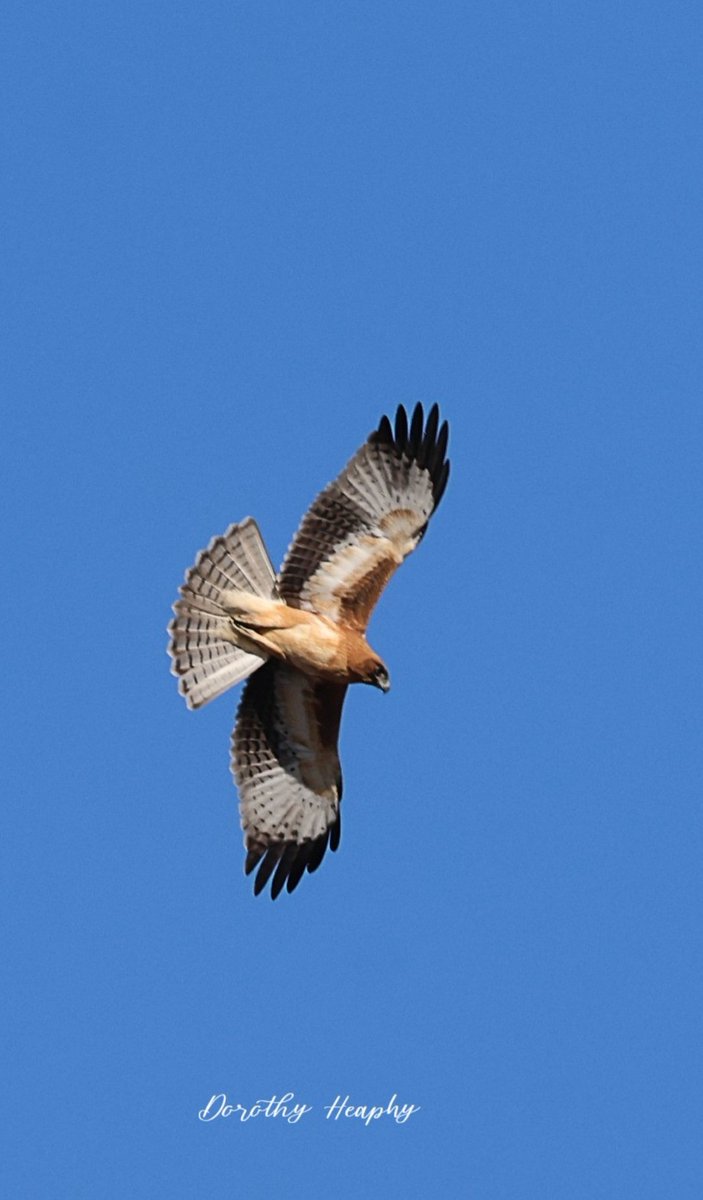 A Little Eagle (Australian)
A new one for my list.