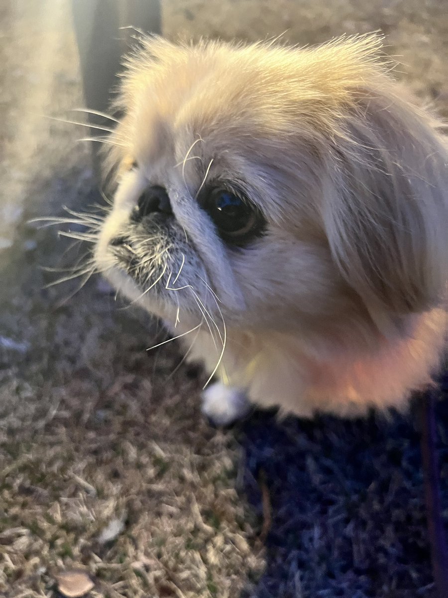 MusyaPaPa tweet media