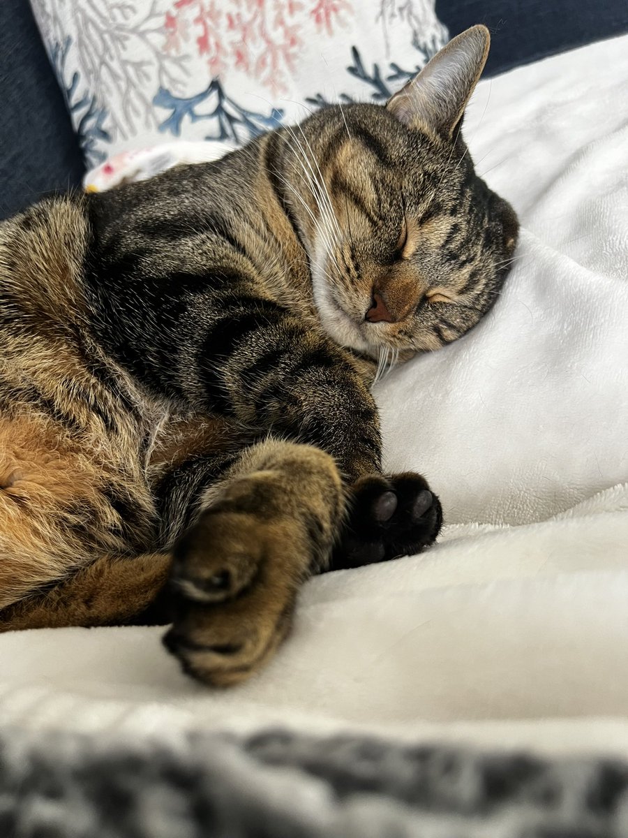 PatriotPulse🇺🇸 tweet media