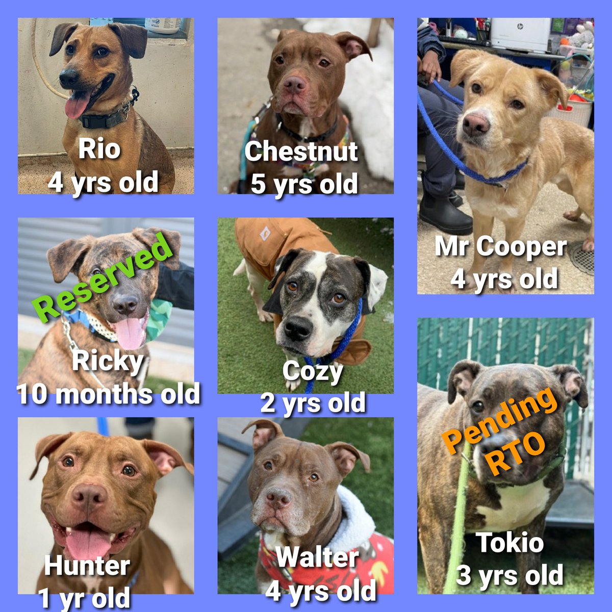 Morgan Fairchild's Dogs tweet media