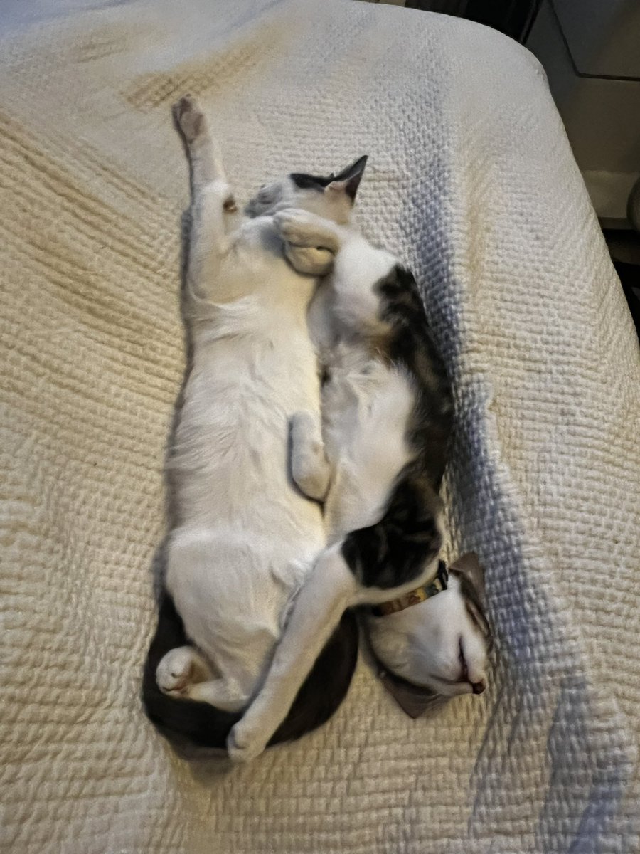 pimpochita tweet media