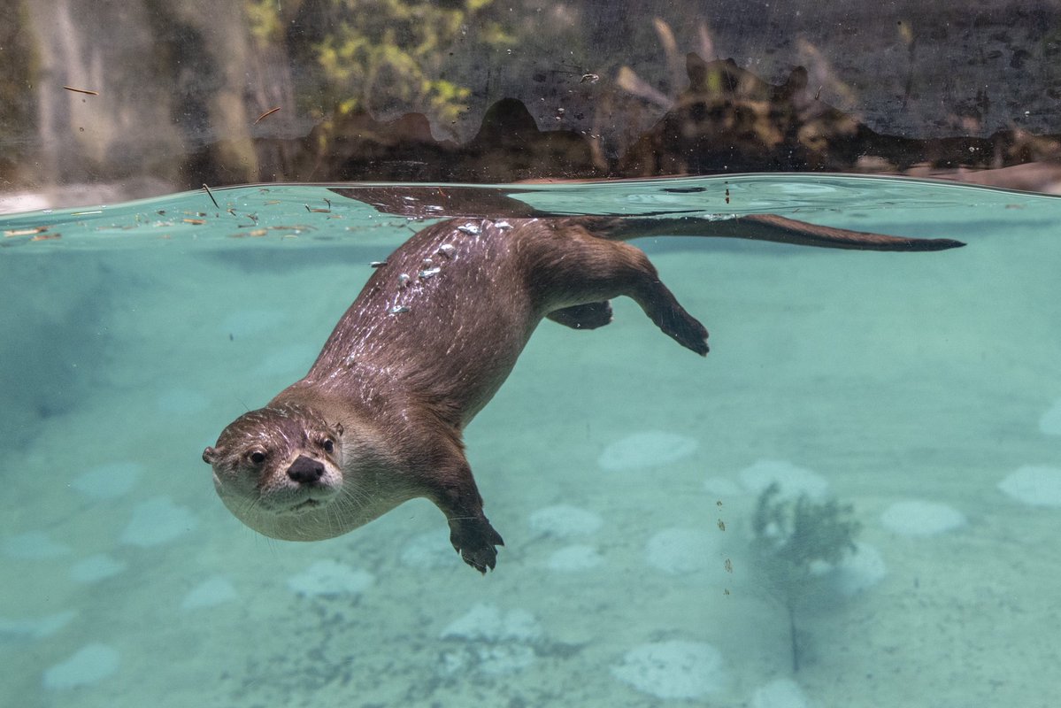 Northwest Trek Wildlife Park tweet media