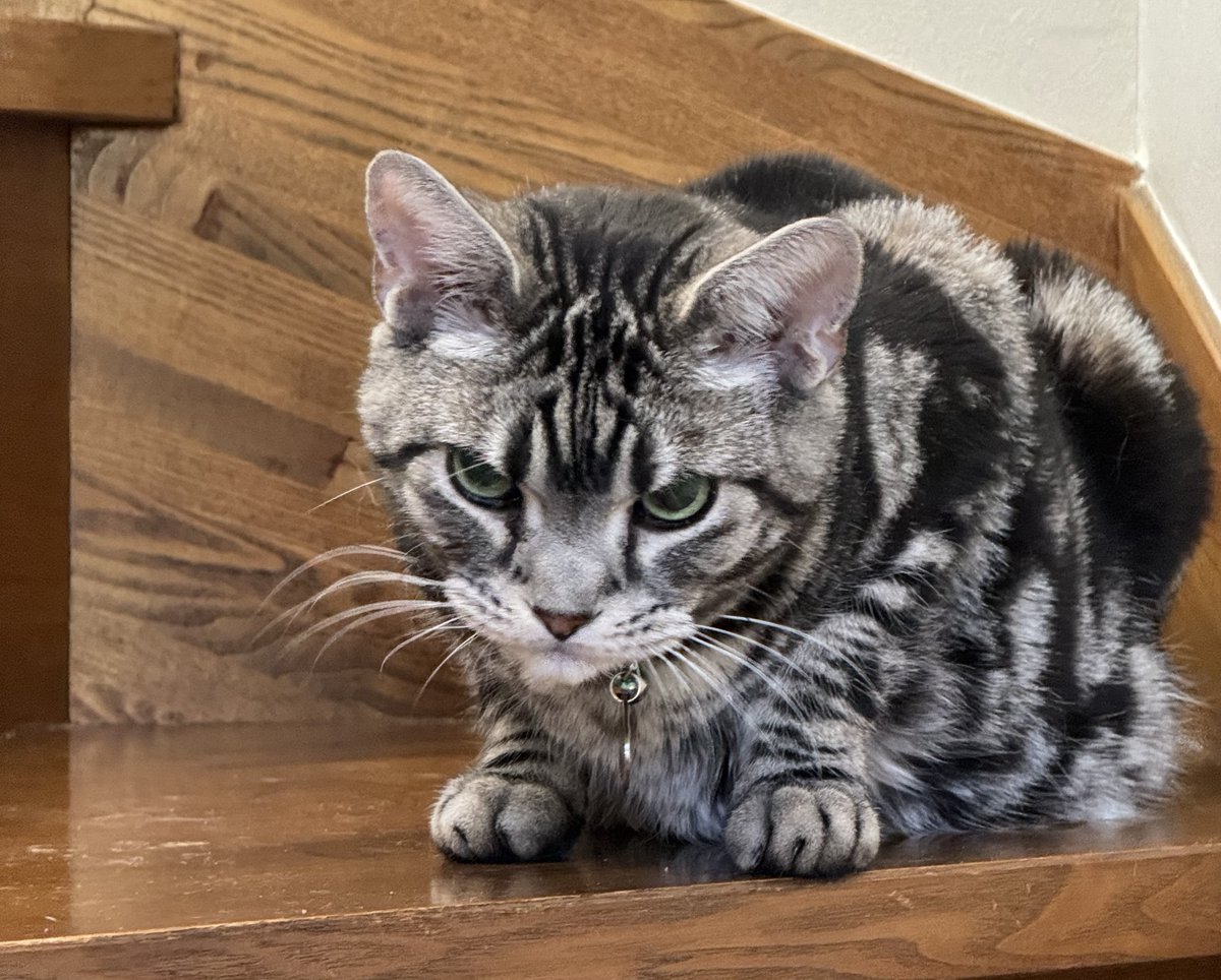 バロンさん tweet media