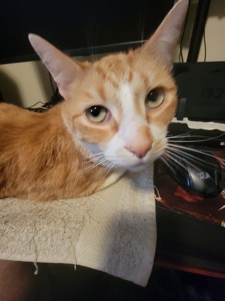 𝕽𝖆𝖛𝖊𝖓 𝕹𝖊𝖛𝖊𝖗𝖒𝖔𝖗𝖊💙🦇🪶 tweet media