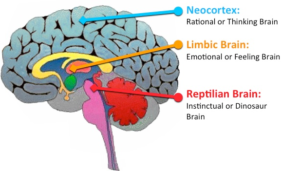 JulieParker144's tweet image. TOPIC: The Triune Brain Theory 

The Triune Brain model was proposed by Paul D. MacLean. It divides the brain into three #evolutionary layers:

A. Reptilian brain (primitive survival system)
B.  Limbic system (emotional brain)
C. Neocortex (rational brain)

Get control on your