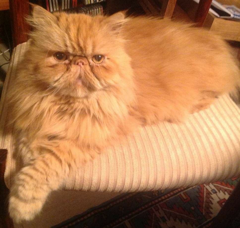 SECURITY🐈🎄Estoy en Facebook tweet media