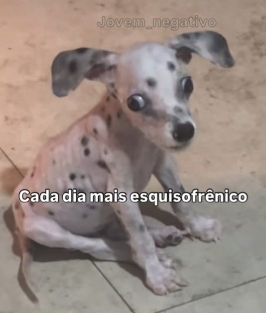 acervo doguinhos tweet media