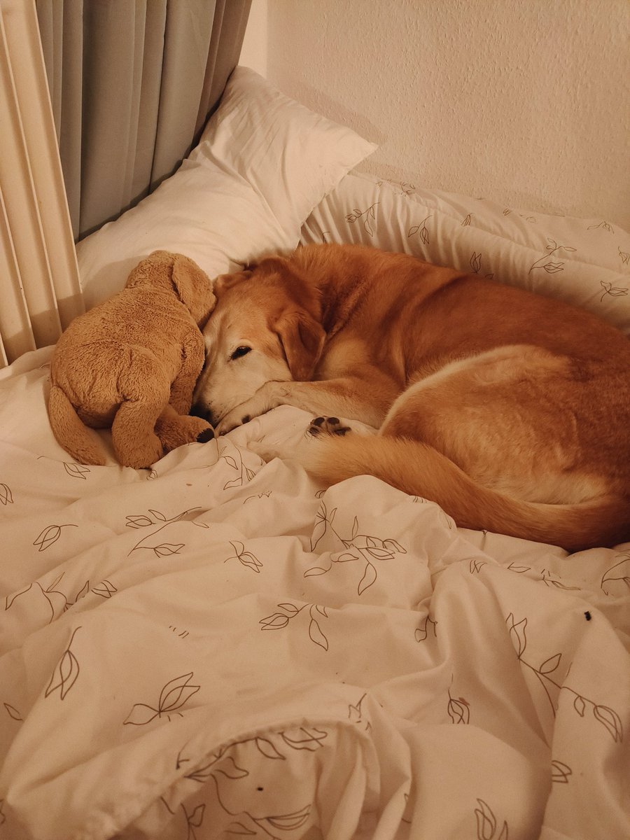 ксюгномка🧚🏻‍♀️🐕🕷️🇩🇪 tweet media