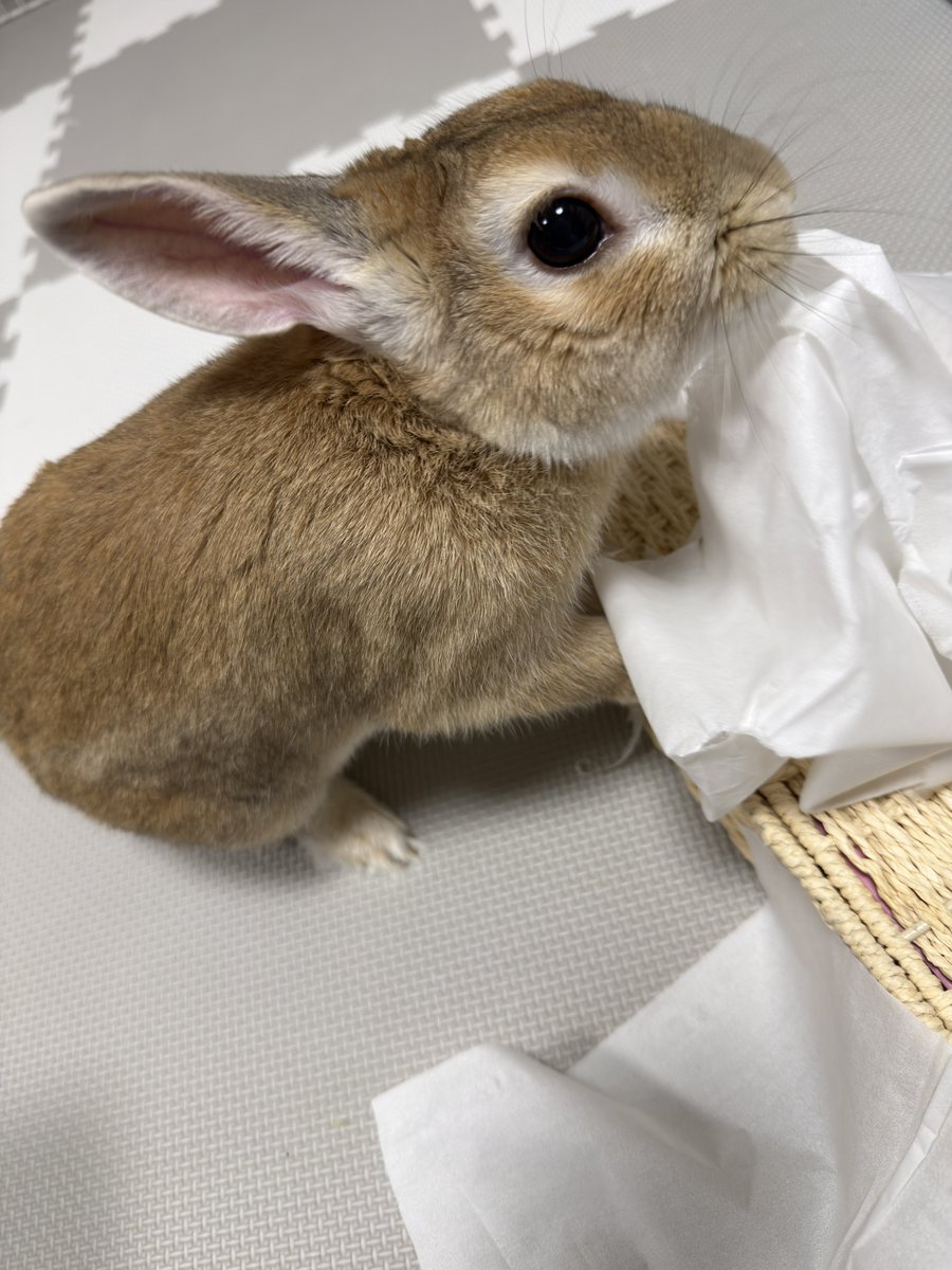 仗助🐰とAndy😛 tweet media