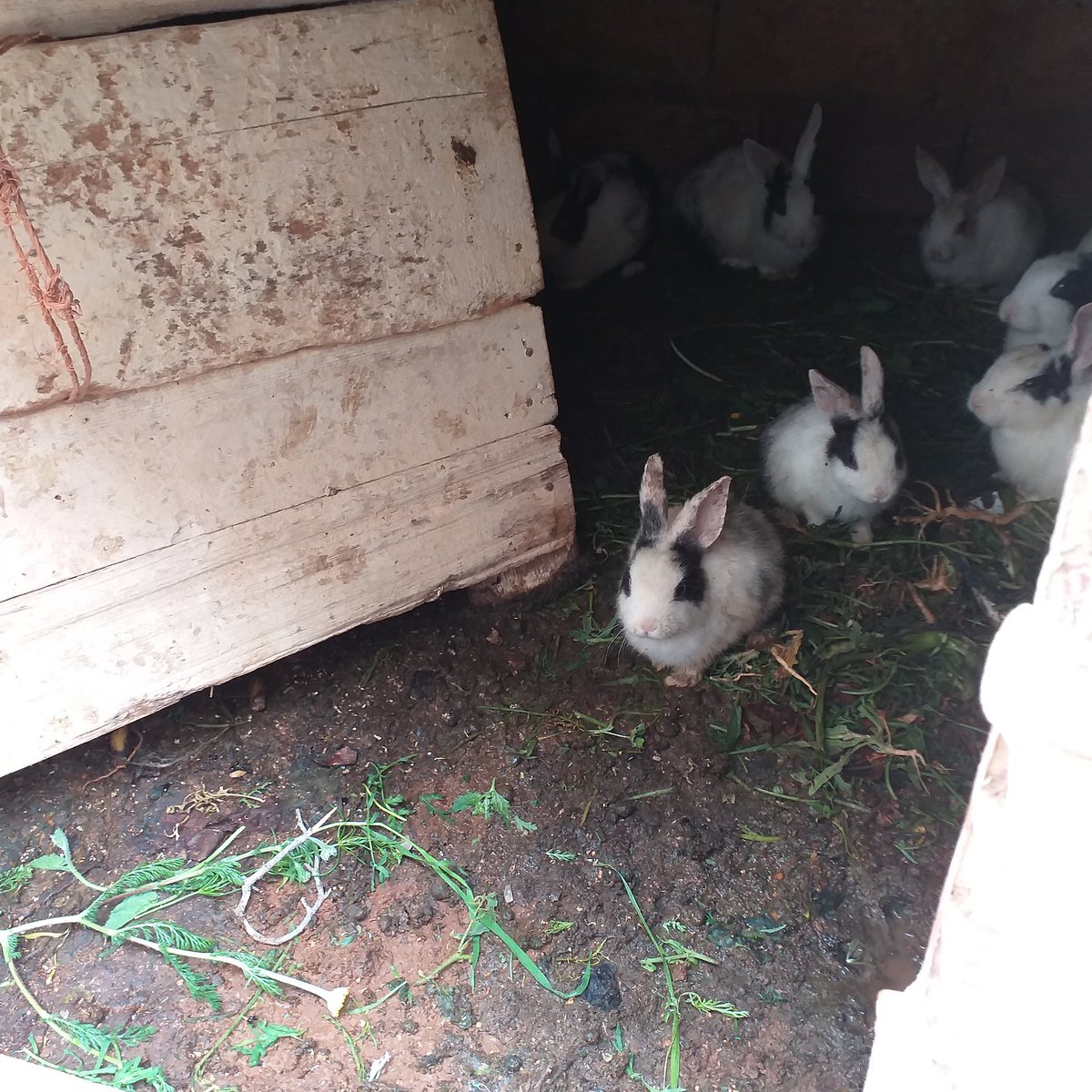 وَسِـيـمَـةٌ tweet media