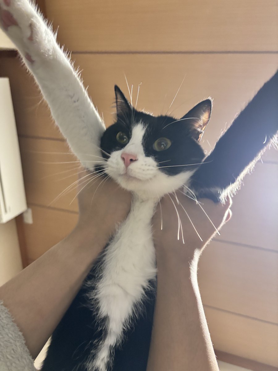 ハチワレ猫しゃち tweet media