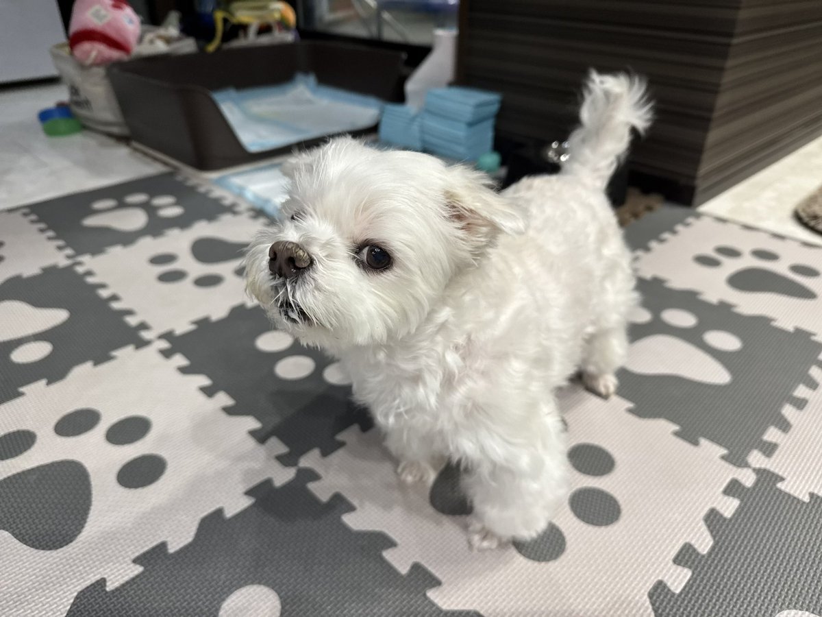 マルチーズのナナ tweet media