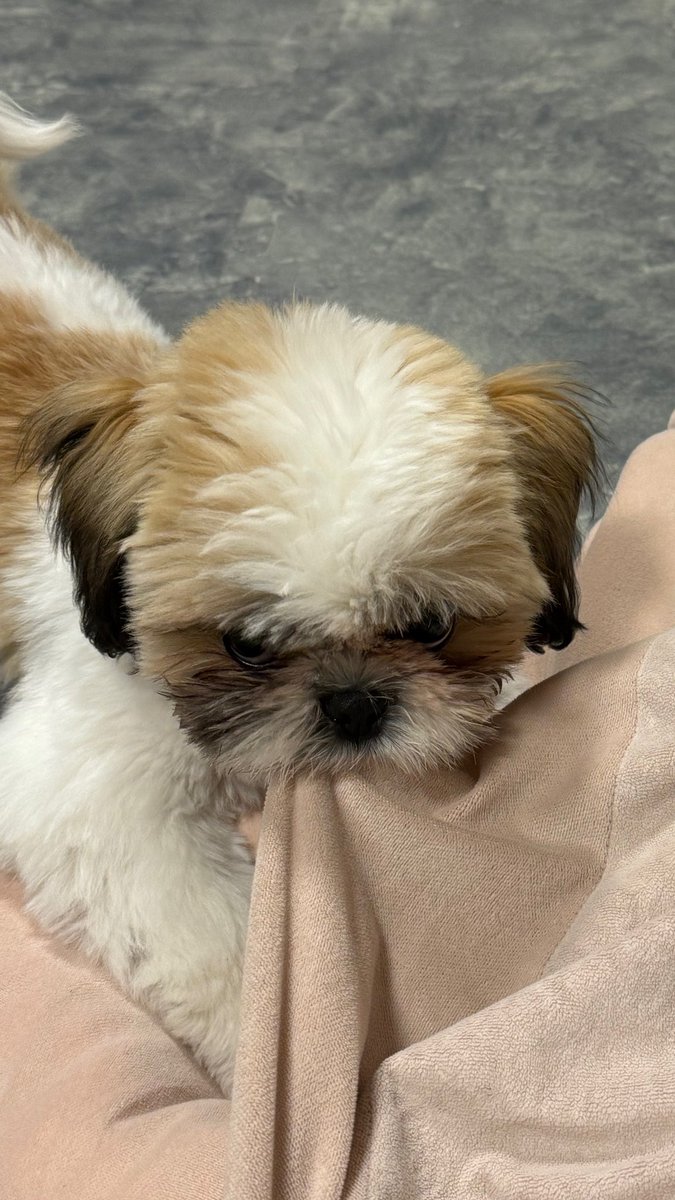 プードル係長 tweet media