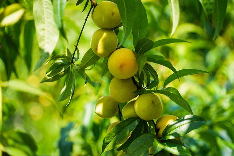 jerry müller tweet media