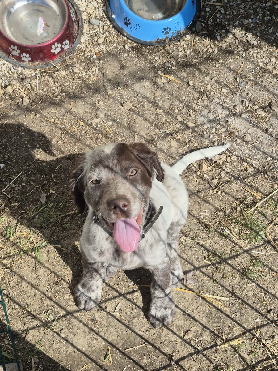 falkelster's tweet photo. @veroz73 @PlayWarframe Lawnaamoc on Android :D here's my puppy to wish everyone good luck!!! https://t.co/RY23mOmRoq