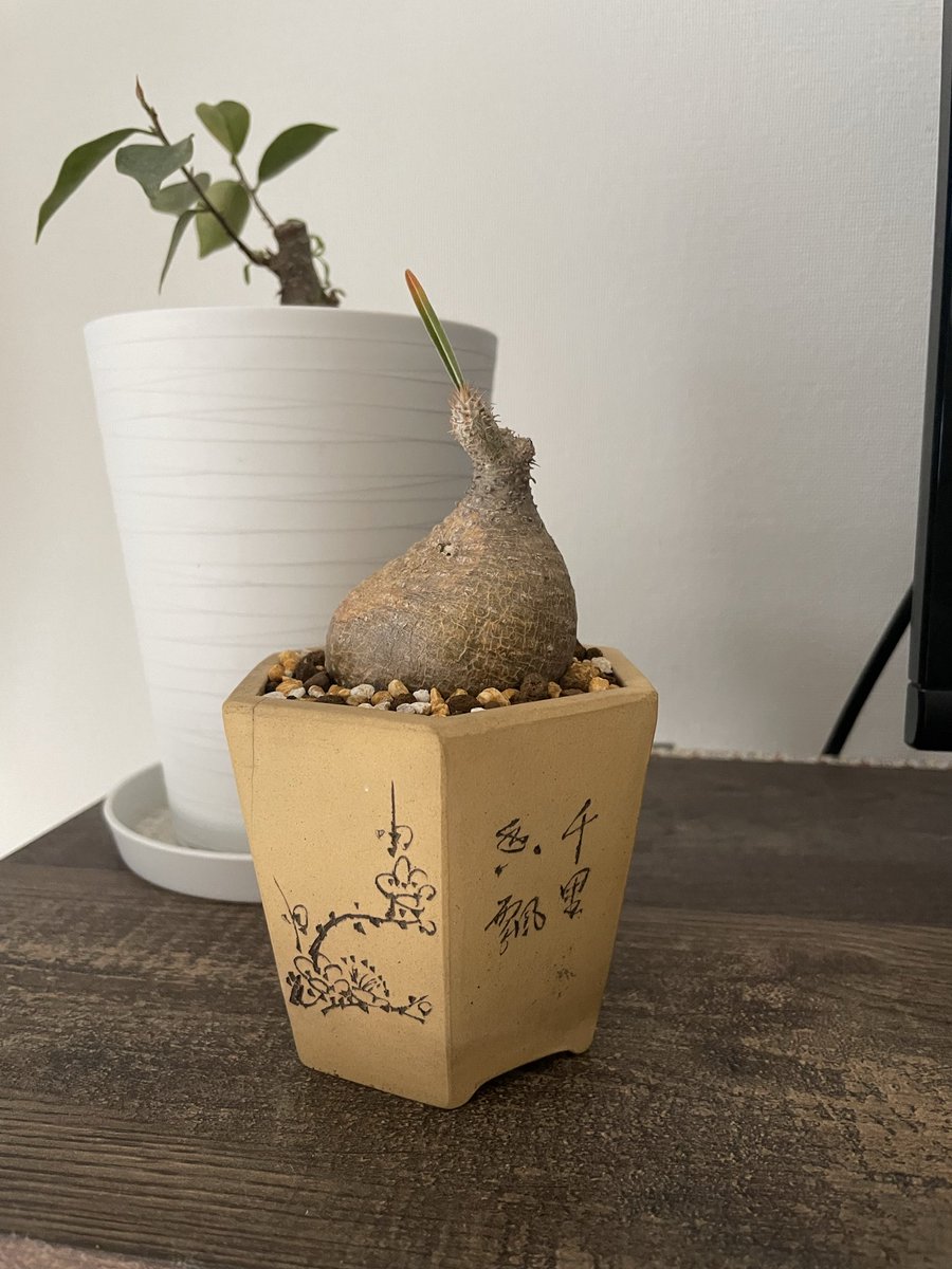 寿ん壱 tweet media