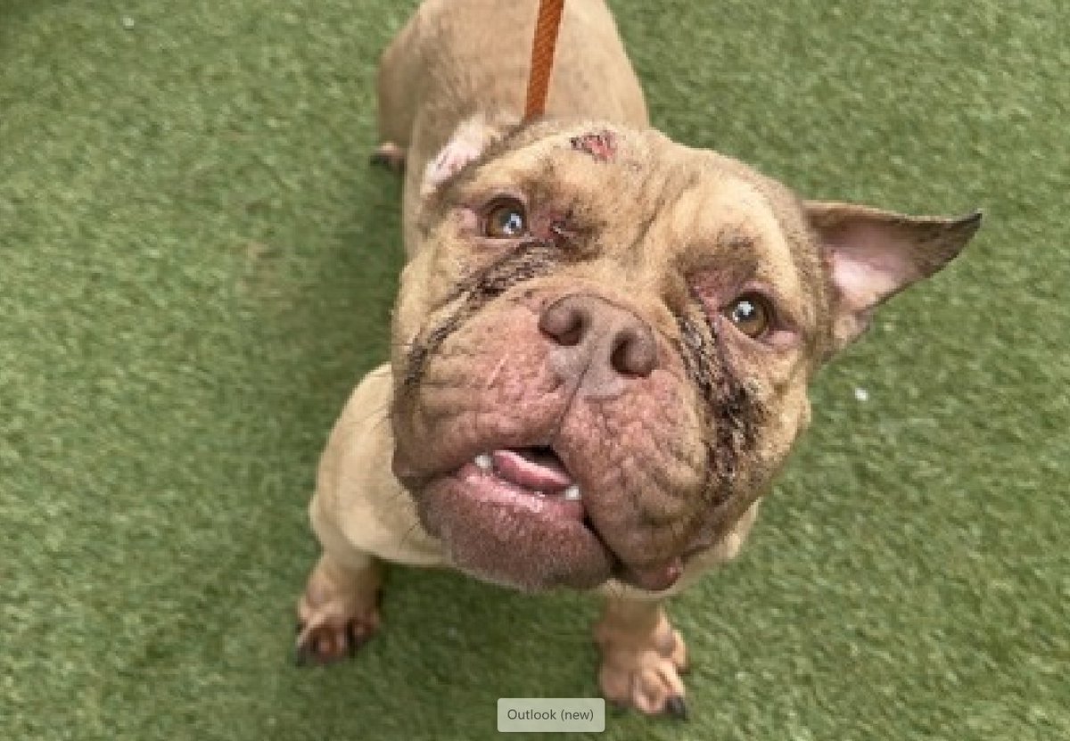 Not the Same tweet media