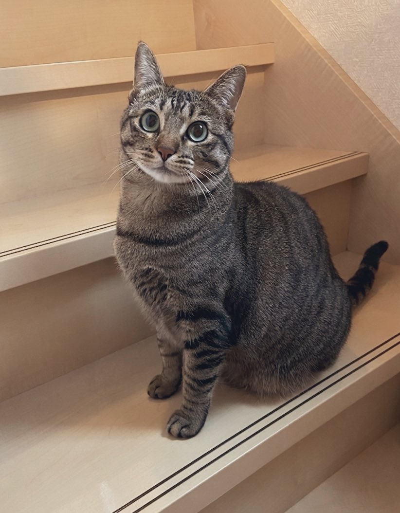 いえもり tweet media