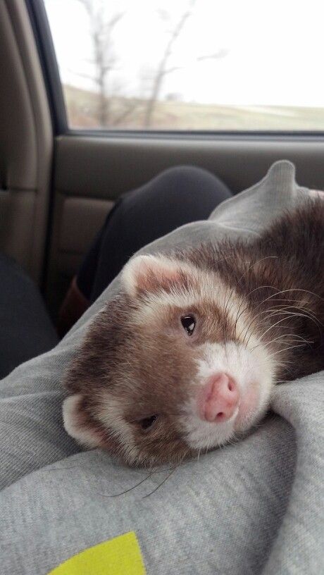 Ferret Every Hour tweet media