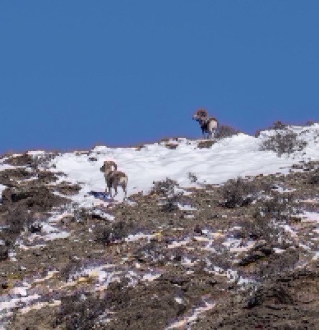 Иншүрко даатгал tweet media