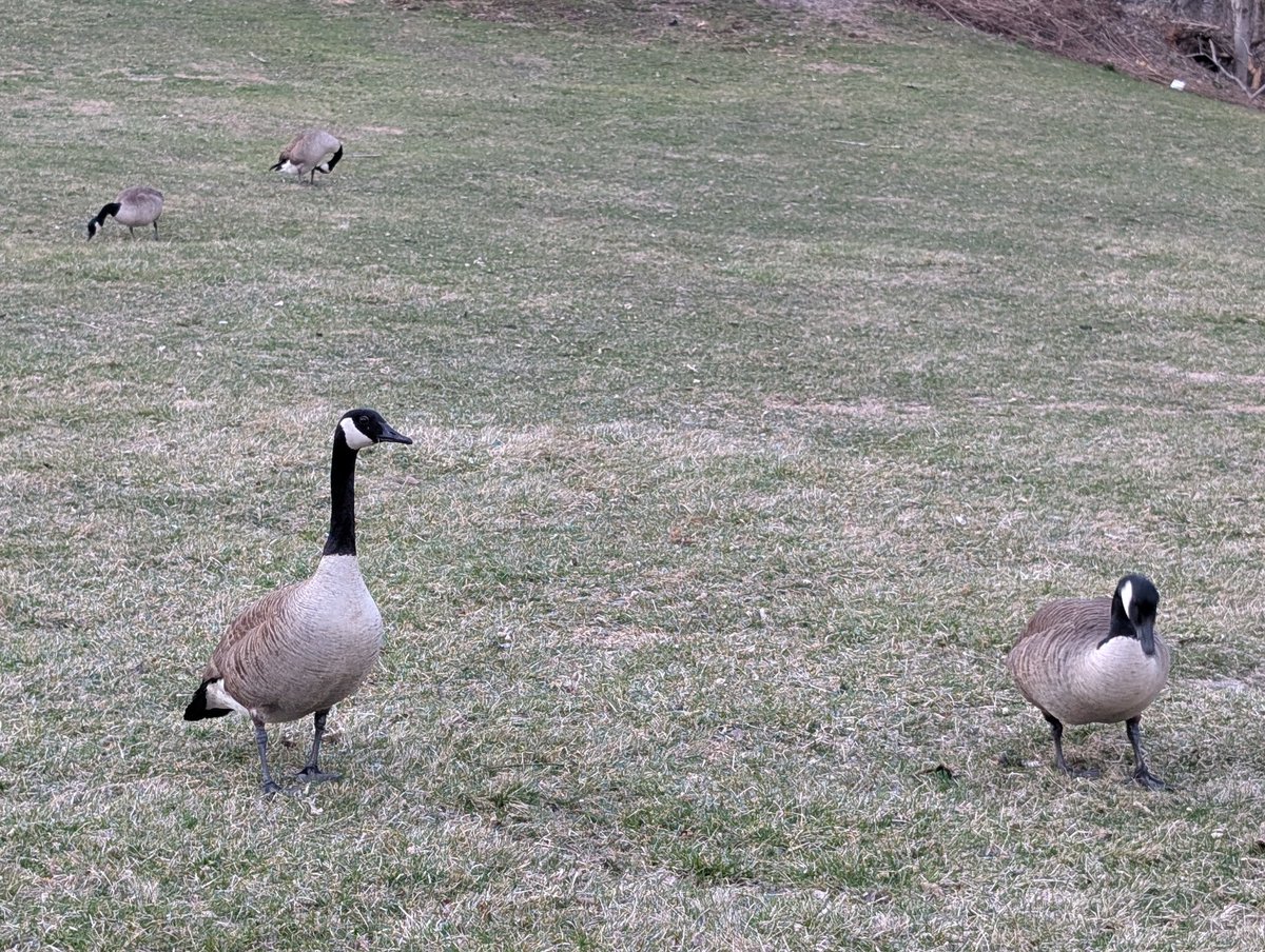 House of Chaos tweet media