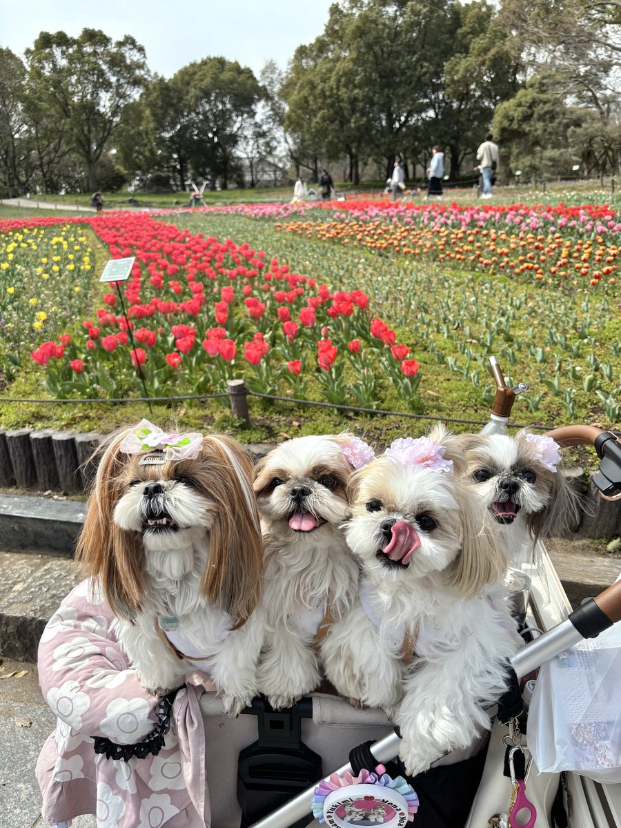ゆかいな4姉妹🐶とパパ🧑🏻🌾 tweet media