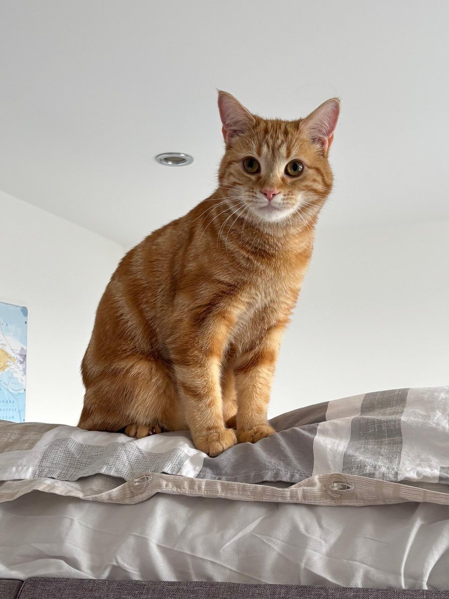 Reixuria tweet media