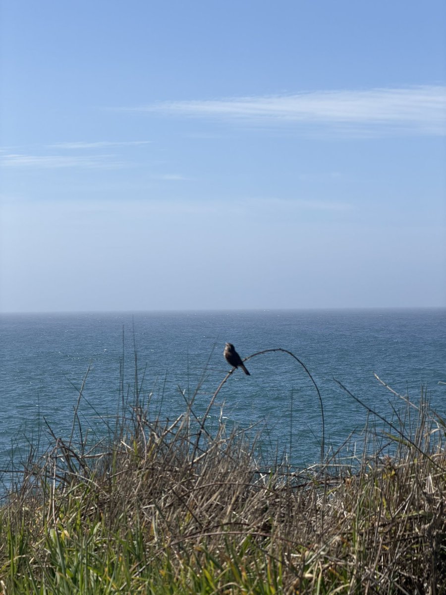 North Cal coast: impossible to describe.

Mendocino: still underrated.  

Me: yearly pilgrimage, watching grey whales. 🐋