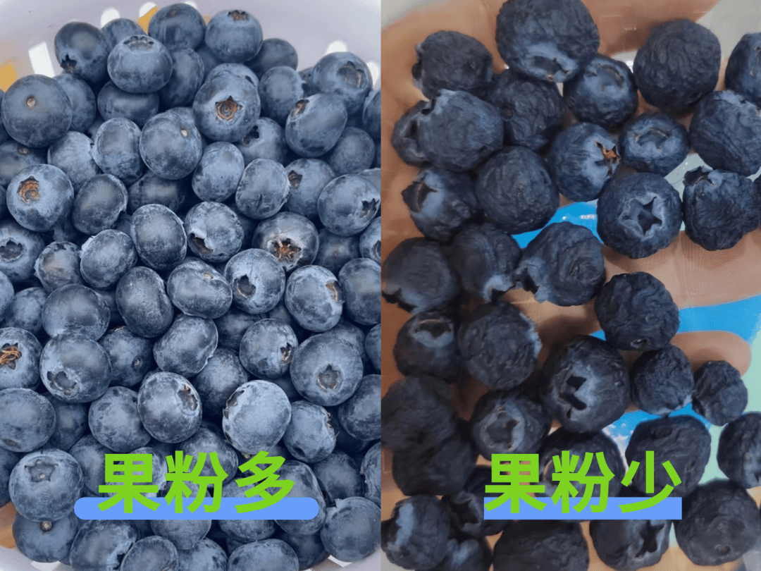 Alex Pawley tweet media