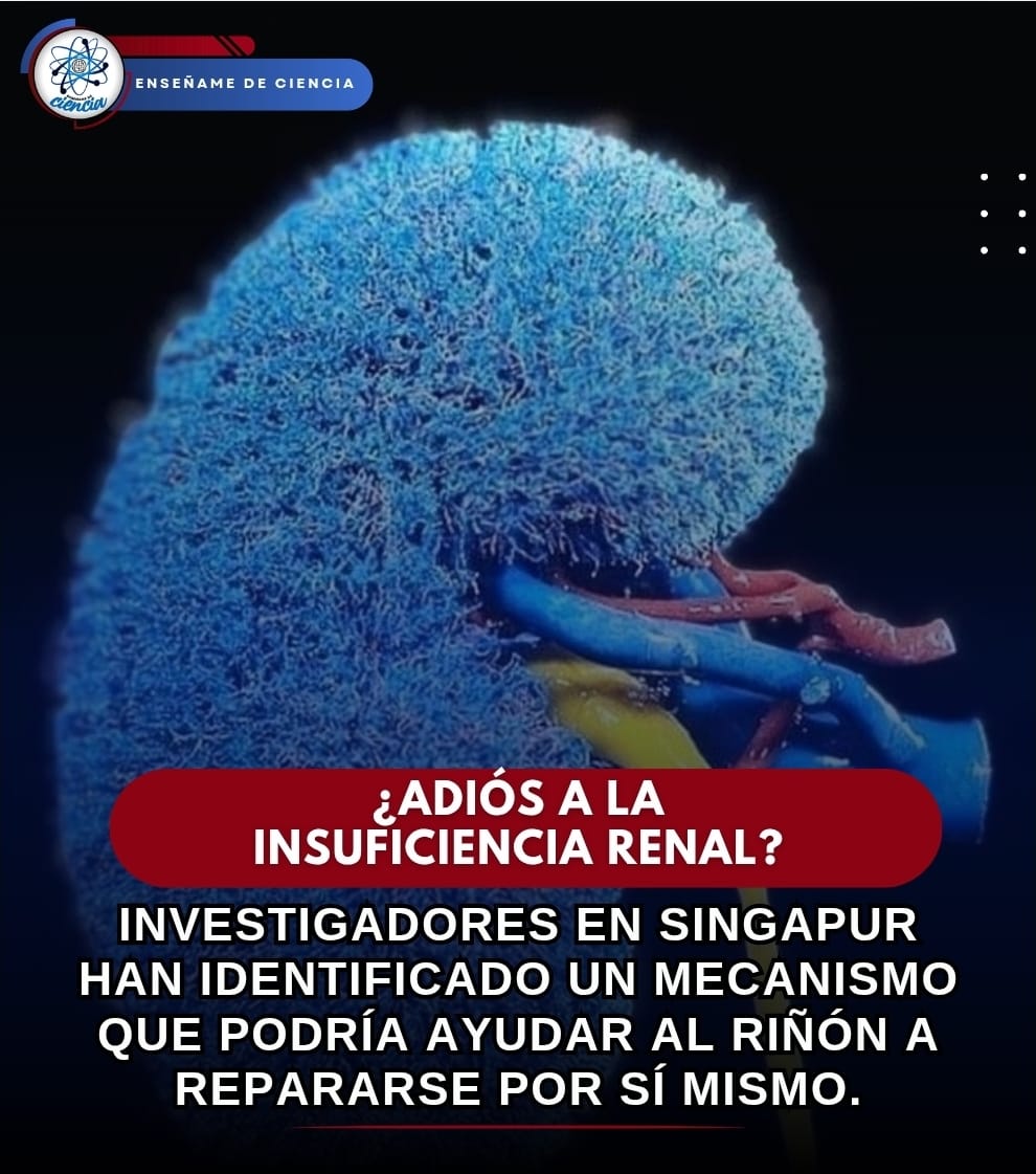 Enséñame de Ciencia tweet media