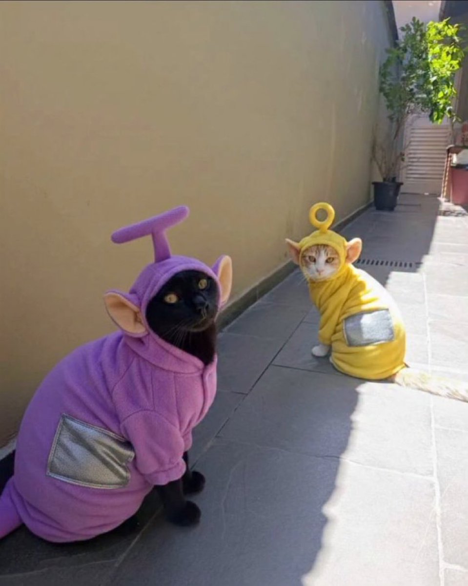 gatos fazendo gatices tweet media