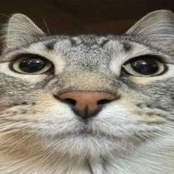 LVV | PUMPY tweet media