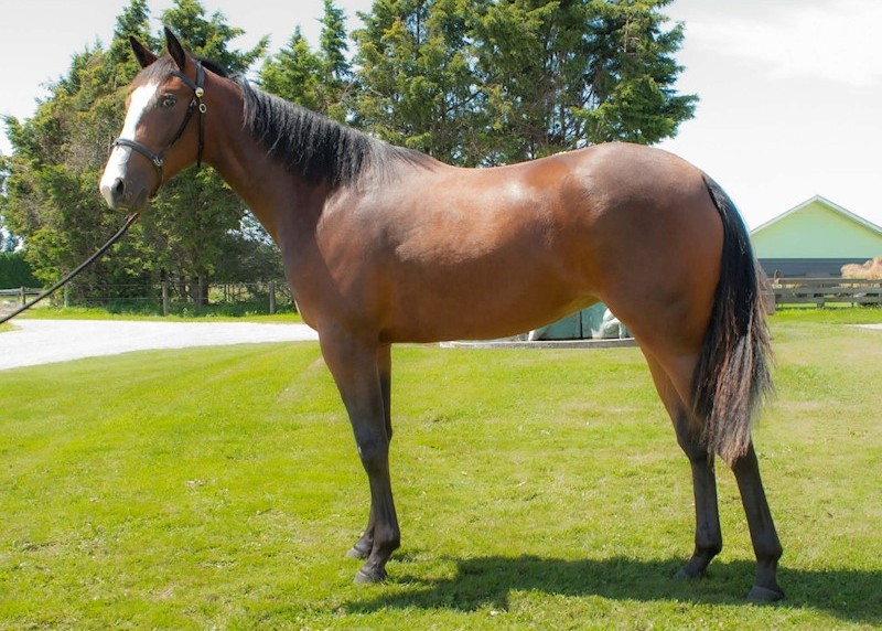 gavelhouse.com Standardbred tweet media